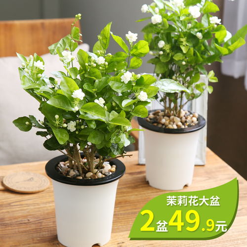 多花向日葵：光辉岁月