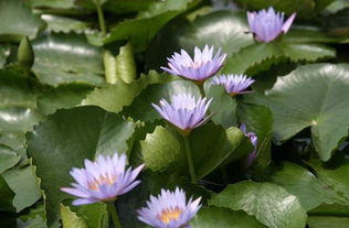 睡莲用哪种盆养殖