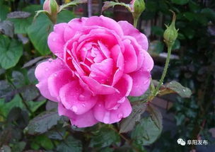 月季成市花， 历史文化深