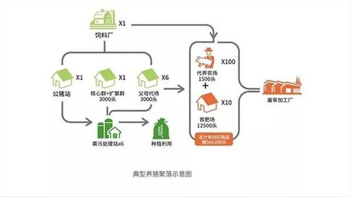 新希望投资生猪养殖，六和代养猪模式是怎样的，如何进行投资运行？