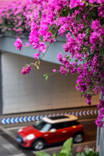 正品红花与杂质类