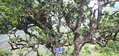 不同种类的木犀科树种：形态各异