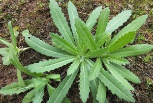 五针松种子保存的重要性