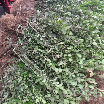 卫矛：代替草坪的常绿地被植物