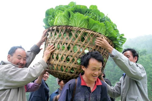 白菜蜗牛虫害，咋个防治嘛？