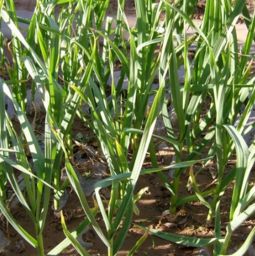 蒜满园除草剂和大蒜苗后除草剂，哪种更适合蒜田生长初期使用？