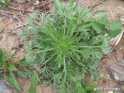 种植季节，你选对了吗？