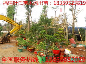 别墅绿化，苗木还是树木？