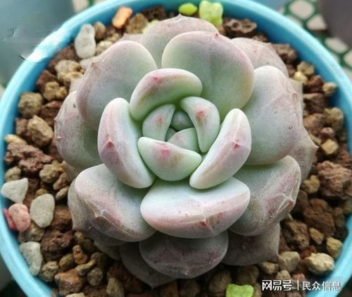 多肉植物专用吡虫啉品牌，你了解多少？