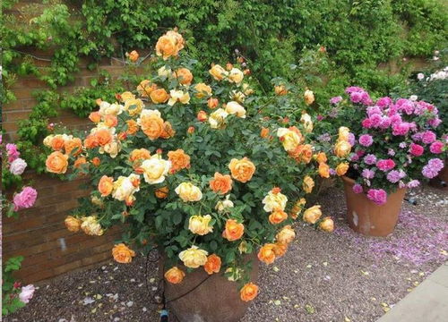 黑金月季的种植技巧