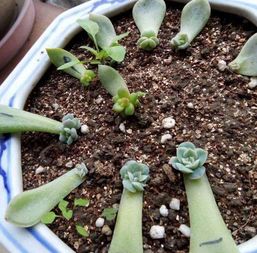 多肉植物如何浇水？如何避免浇水过多导致烂根