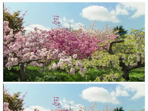 春天花树盛开的秘密