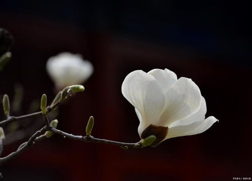 我家白玉兰树枯死，玉树花枝条脱落，是何原因导致？