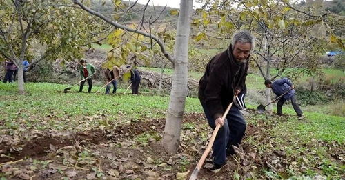 园林养护小技巧：病虫害防治大揭秘