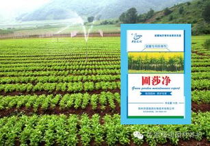 枇杷苗圃杂草防除，需综合考虑生态、化学和物理方法