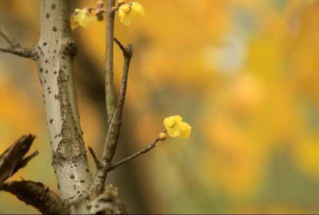 腊梅：寒冬的芬芳