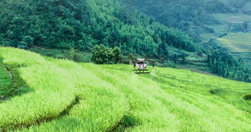 农民伯伯的经验