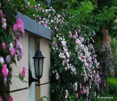 美观又实用的花