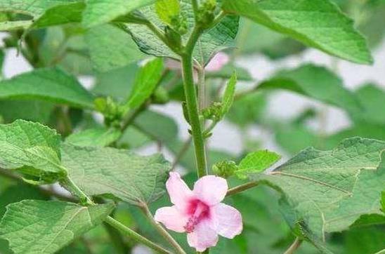 南方常见中草药品种大全， 草本花卉名称和功效揭秘