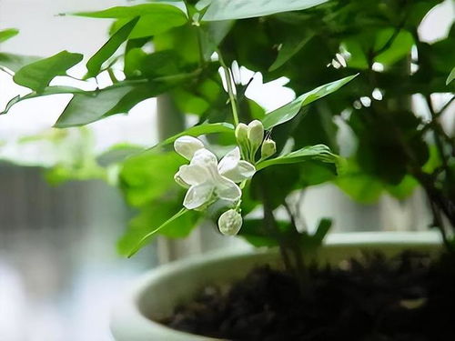 夏日炎炎，茉莉花换盆正当时