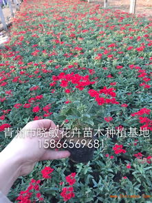 瓜叶菊种植，从选地到施肥