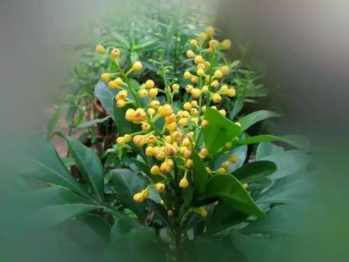 米兰花秋天光照不足怎么办？如何有效增加光照