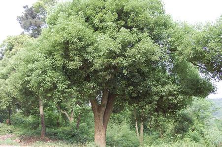 防治成本与效益