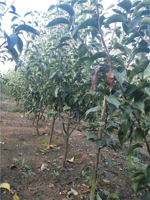 蛇皮果种子盆栽种植小攻略