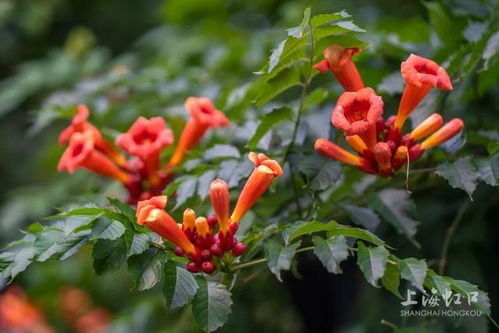 叶片数量的较量