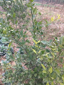 刺槐——大树的防盗神力