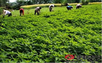 种植和管理要用心