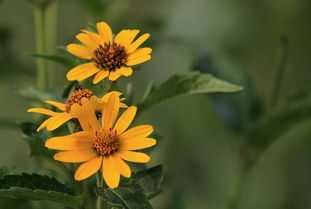 耐旱黄花，哪个蕞强？