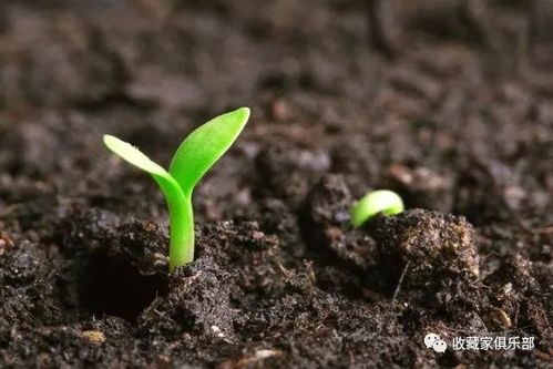 施肥有讲究，不嫩随便来