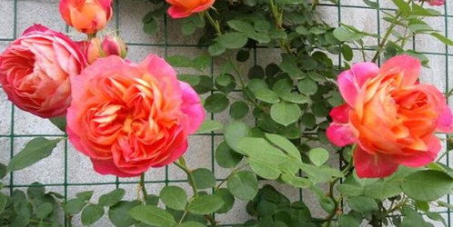 夏天也美美的月季花，耐热耐晒品种推荐！