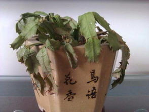 比例怎么弄啊？
