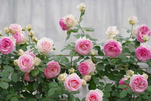 牙签苗养护入门：七个关键步骤大揭秘