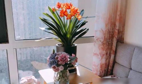 如何种植君子兰？有哪些小技巧可以让我家的君子兰长得更旺盛