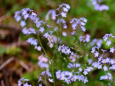 秋天是个美丽的季节，那么适合种植的花花dou有哪些呢？