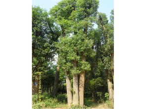 技巧一：土壤是关键