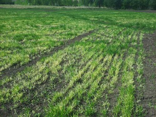 乙草胺：害草的克星还是害农的痛苦之源？