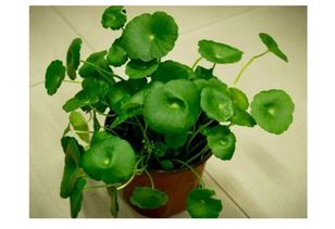 霜之朝老叶发黄，紧急处理三步走！