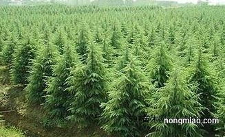 老方法，新眼光