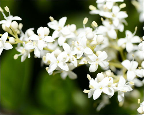 夜来香花语揭秘：暗夜中的璀璨星光