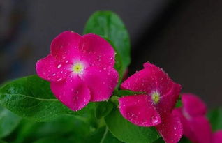 多浆花卉的品种大揭秘