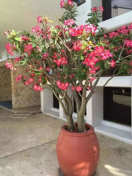 哎呀，我的花儿怎么蔫了？怎么办呢？