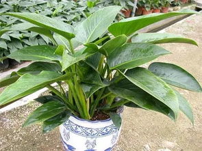 土壤与肥料：给小家伙们丰富的美食