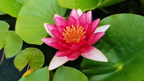 清晨的睡莲， 美得让人心醉