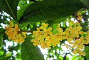 “桂花树大小与价格揭秘，爆款花卉必看！”