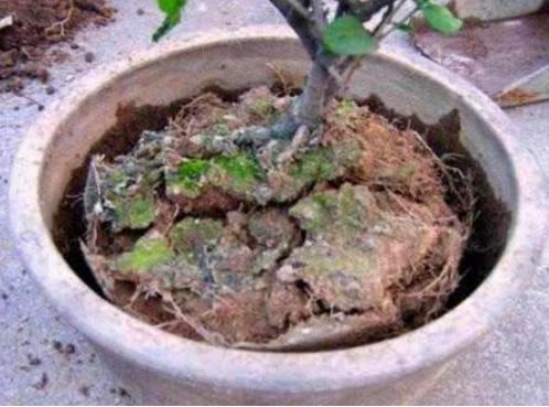 土壤的秘密武器再放大招