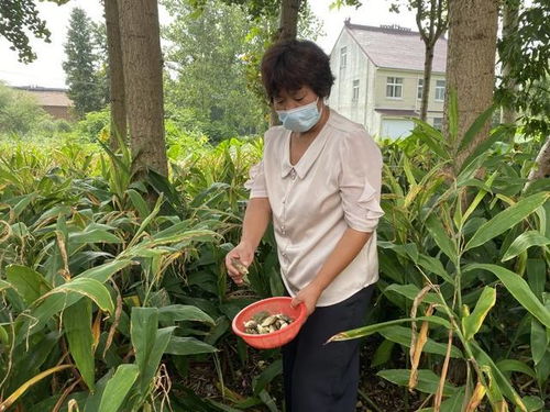 如皋黑塌菜：舌尖上的美食